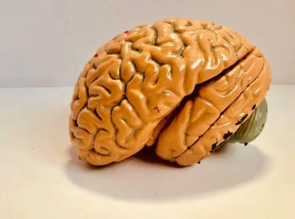 Artificial plastic model of human brain